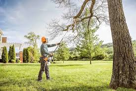 Best Palm Tree Trimming  in Felton, CA