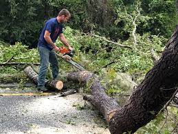 How Our Tree Care Process Works  in  Felton, CA
