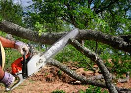 Best Root Management and Removal  in Felton, CA