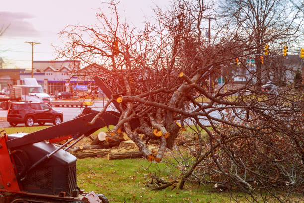 Best Hazardous Tree Removal  in Felton, CA