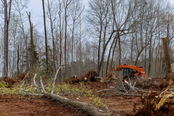 Best Storm Damage Tree Cleanup  in Felton, CA