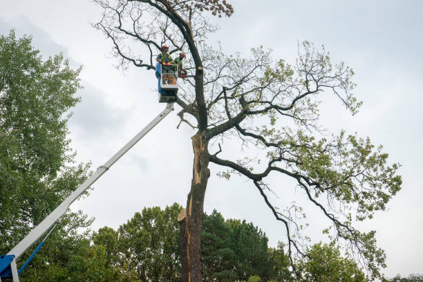 Best Commercial Tree Services  in Felton, CA