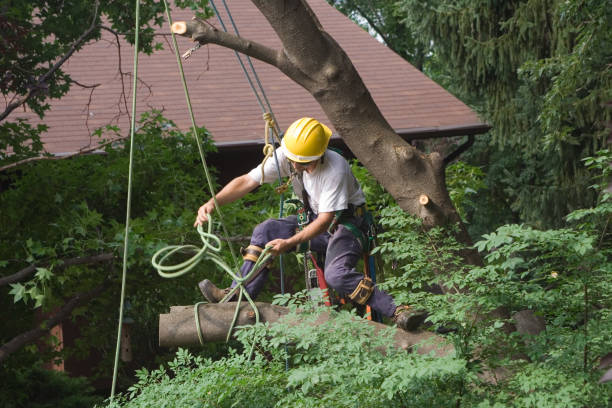 Best Firewood Processing and Delivery  in Felton, CA