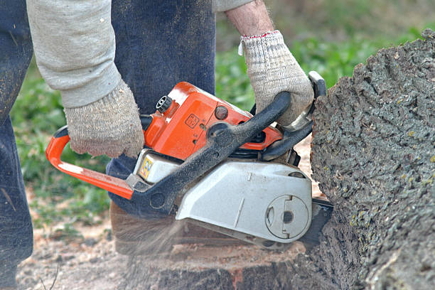 Professional Tree Care in Felton, CA