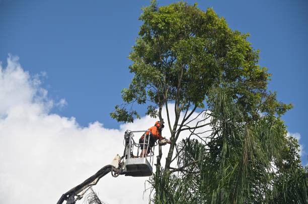 Best Lawn Watering Services  in Felton, CA