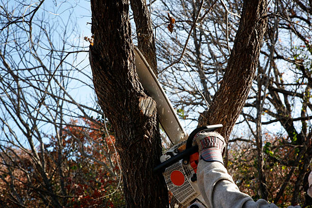 Best Tree Risk Assessment  in Felton, CA