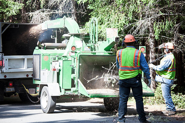 Best Root Management and Removal  in Felton, CA
