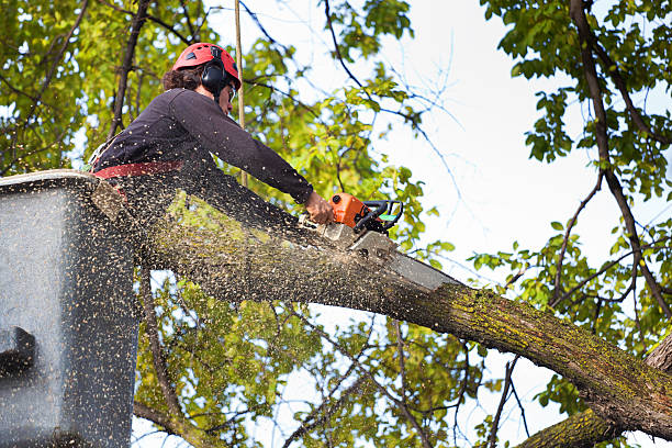 Best Tree and Shrub Care  in Felton, CA
