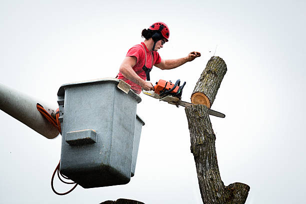 Best Emergency Tree Removal  in Felton, CA