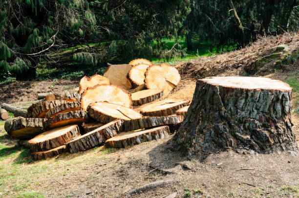 Best Tree Trimming and Pruning  in Felton, CA